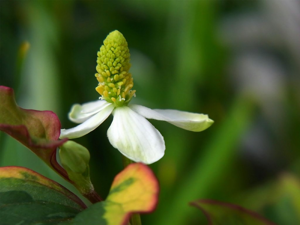 ドクダミの花