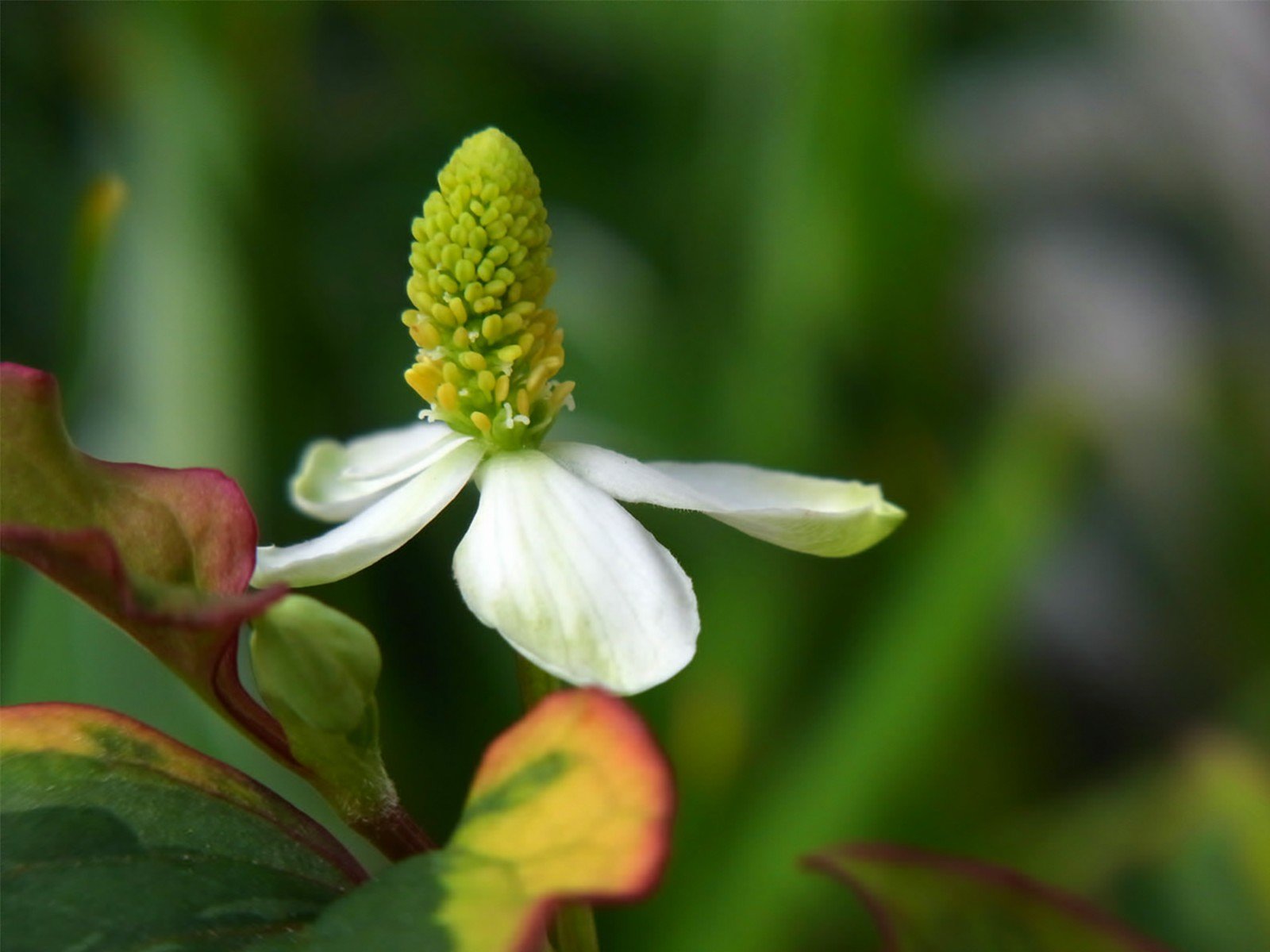 ドクダミの花