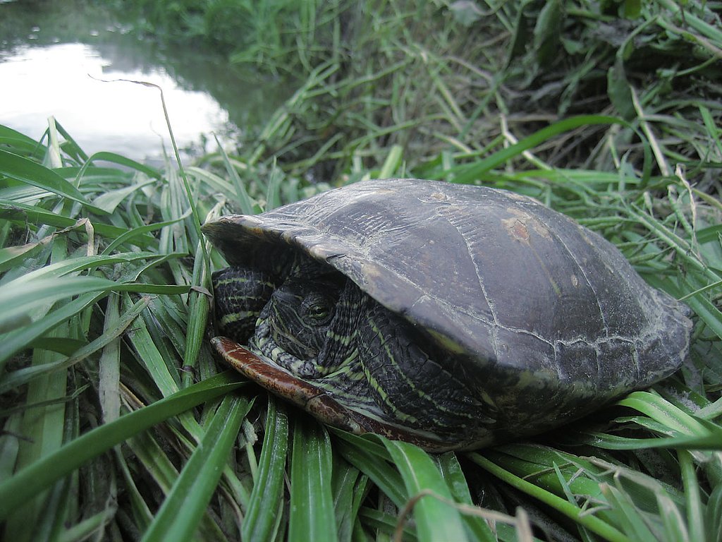 アカミミガメ