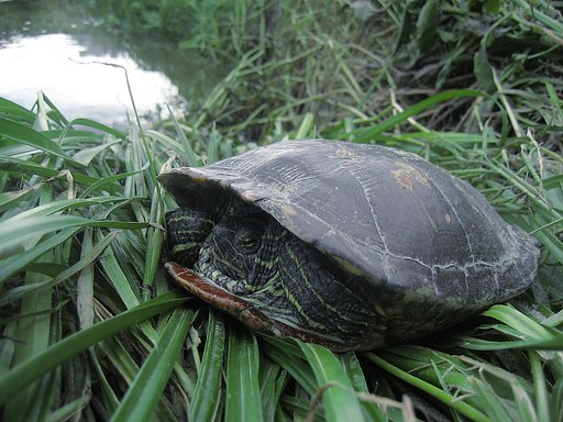 アカミミガメ