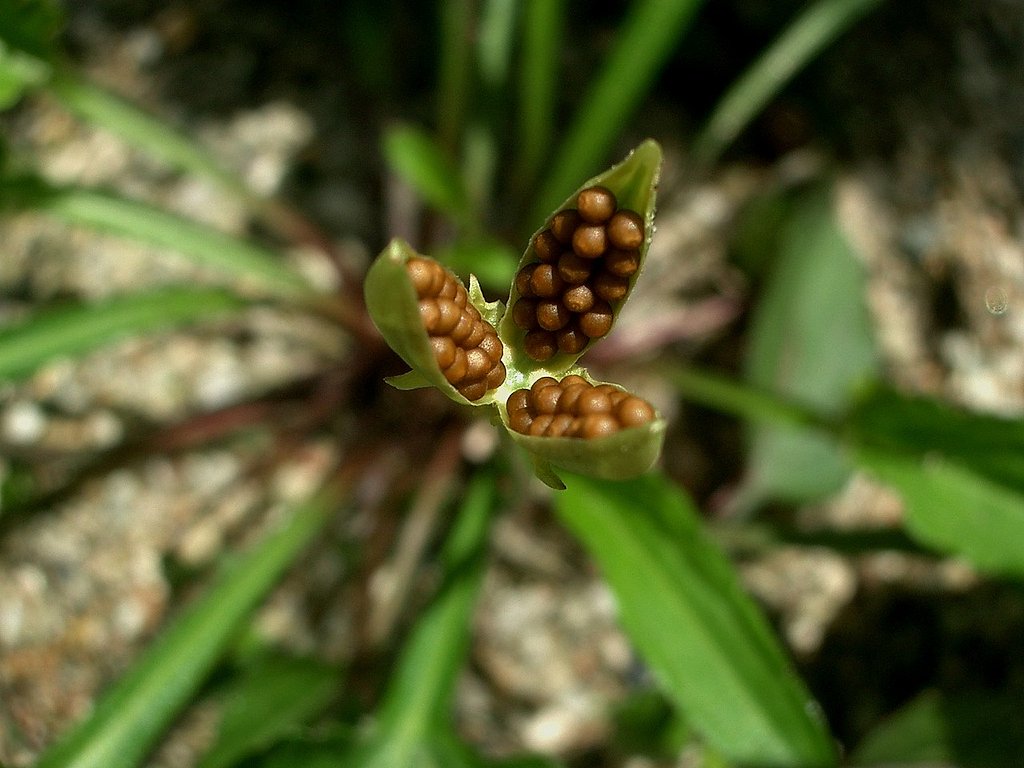 閉鎖花