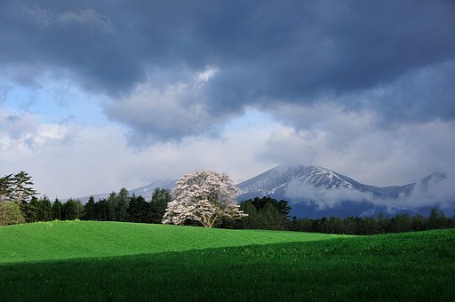 ようやくの一本桜