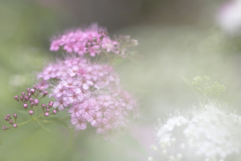 紫陽花街道Ⅱ