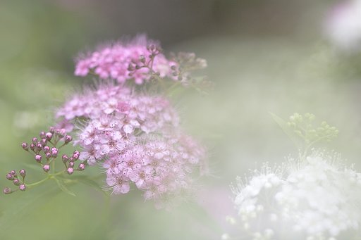 紫陽花街道Ⅱ
