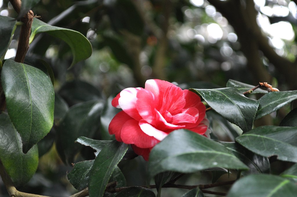 薔薇？　交互
