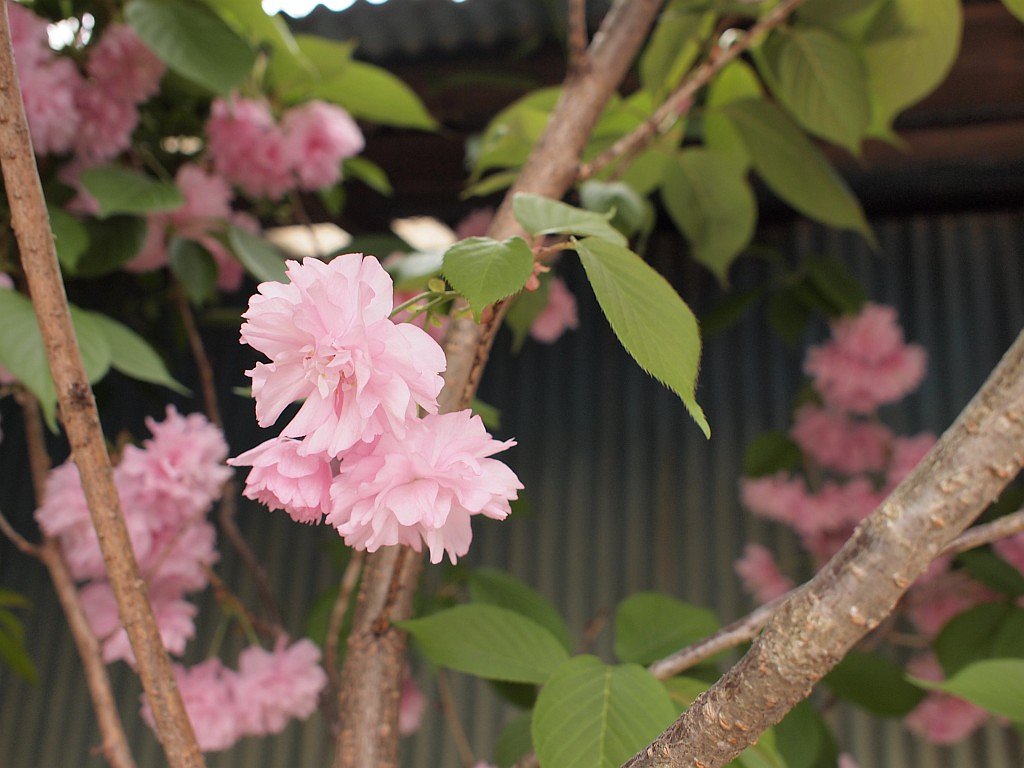 八重桜・・・