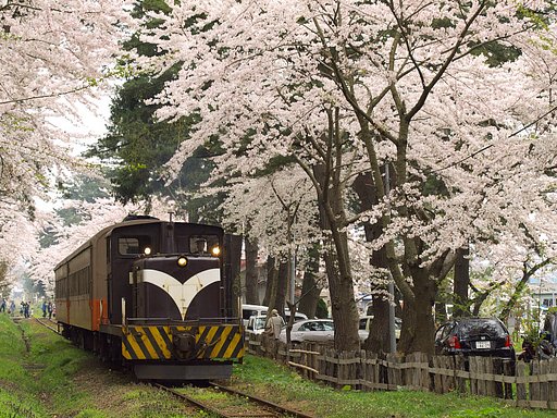 津軽の桜