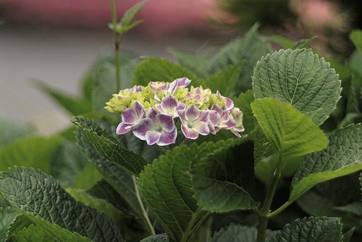 今日の紫陽花