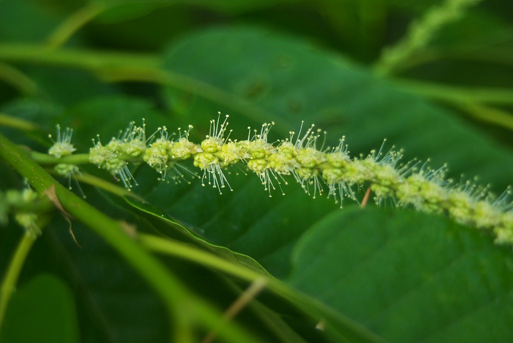 タンバグリの雄花