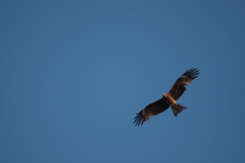 とんび？