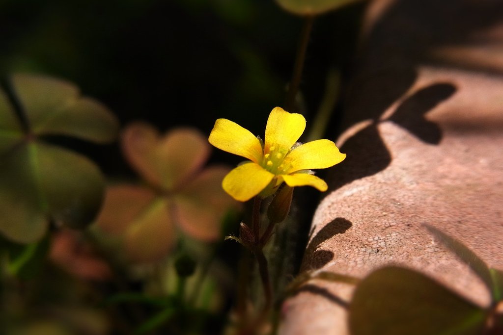 影を慕いて