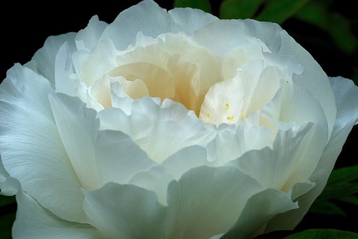 ぼたんの花