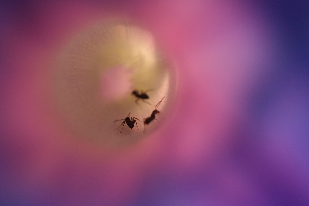 TOMIOKA・YASHINON ６０㎜Ｆ２．８MACRO