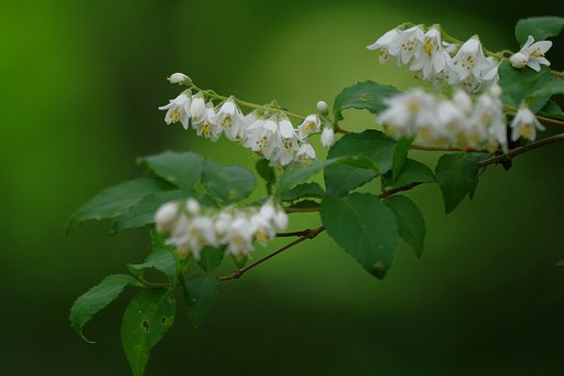 卯の花の匂う…