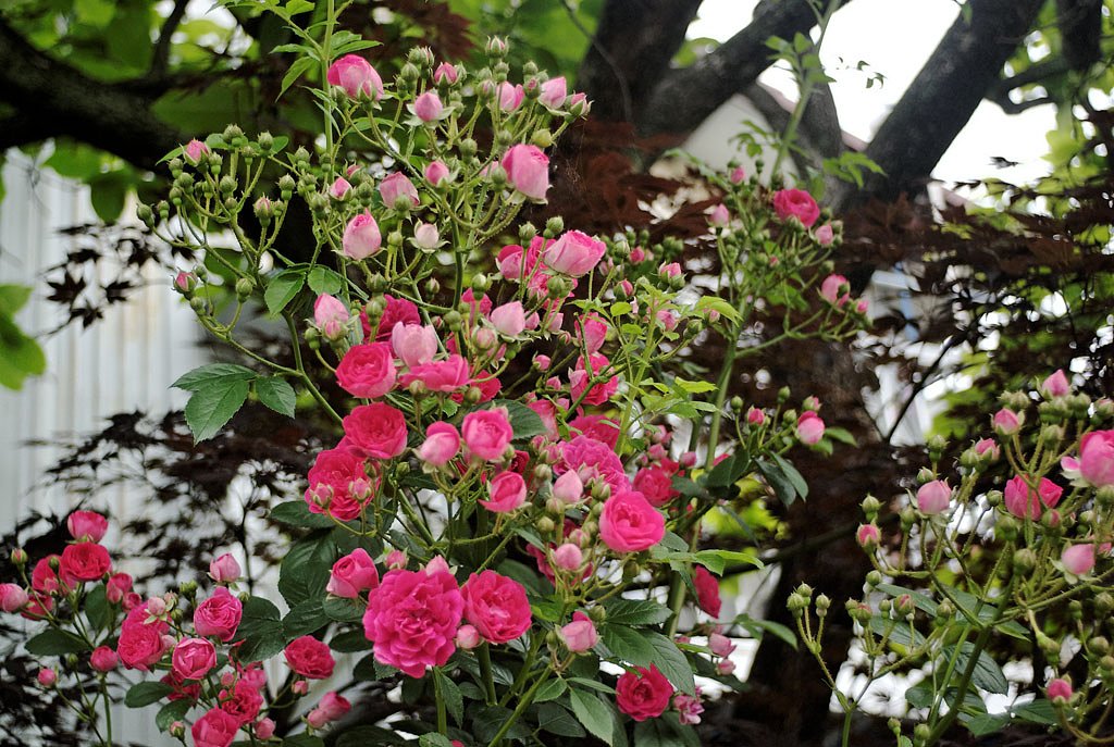 赤い薔薇