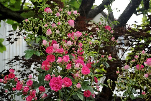 赤い薔薇
