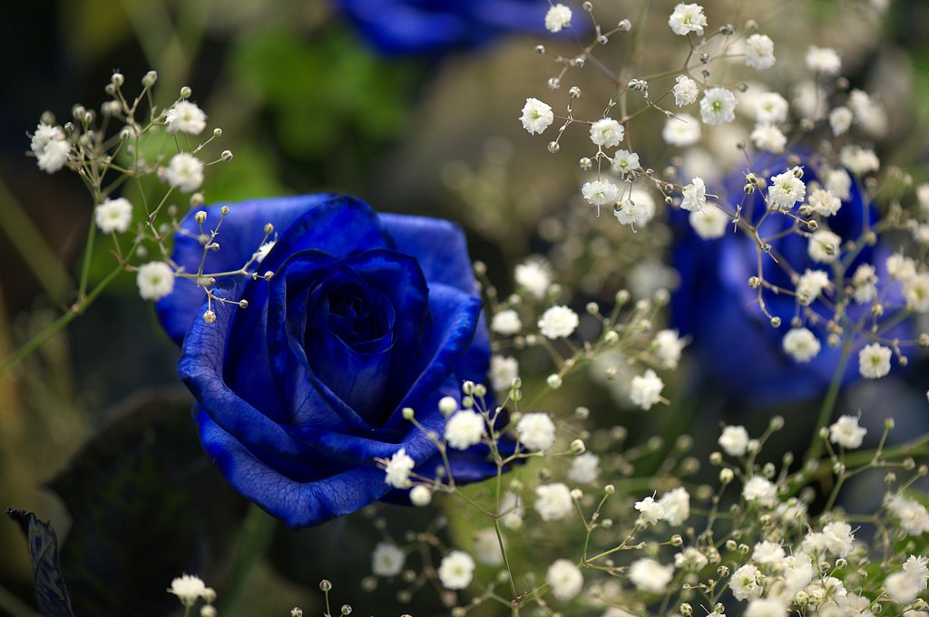 蒼い薔薇