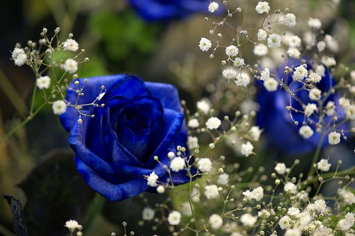 蒼い薔薇