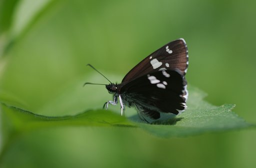 ダイミョウセセリ
