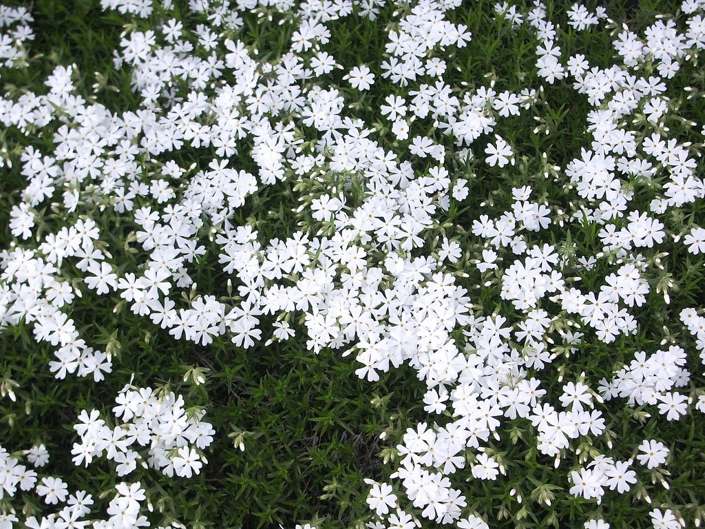 白い花2