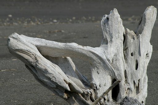 流木の白い肌