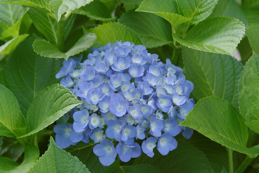 またまた紫陽花