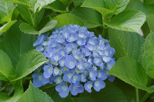 またまた紫陽花