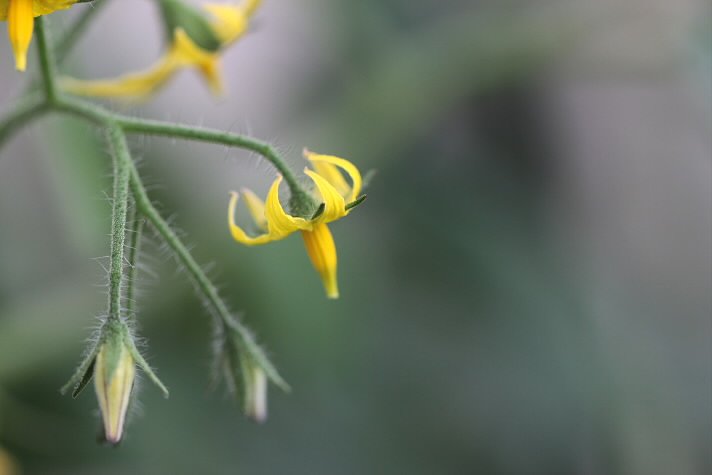 花は花でも・・・