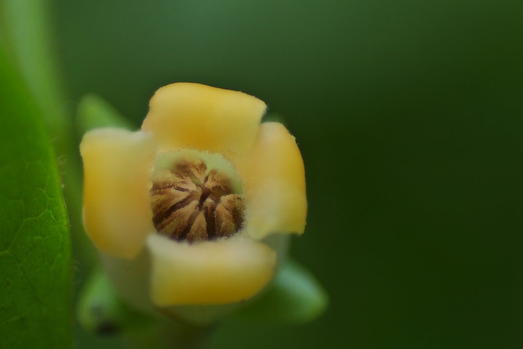 覗き趣味:柿の花