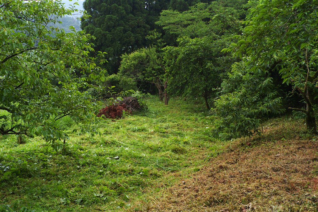 【生活の色】梅雨の畑は一面緑