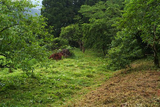 【生活の色】梅雨の畑は一面緑