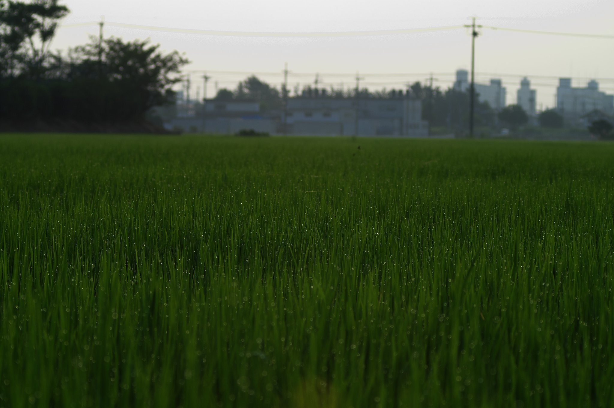 【緑】田に訪れた午前６時のしずく