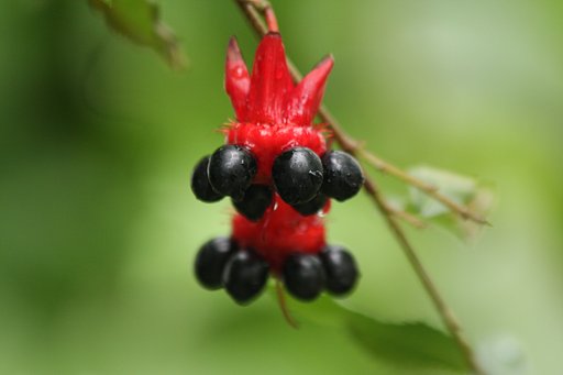 水戸植物公園で