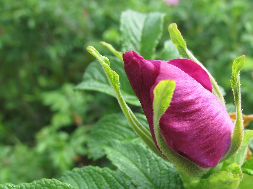 ハマナスの花