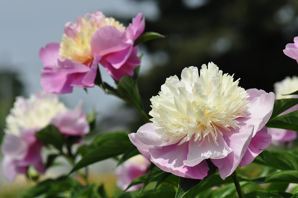 芍薬