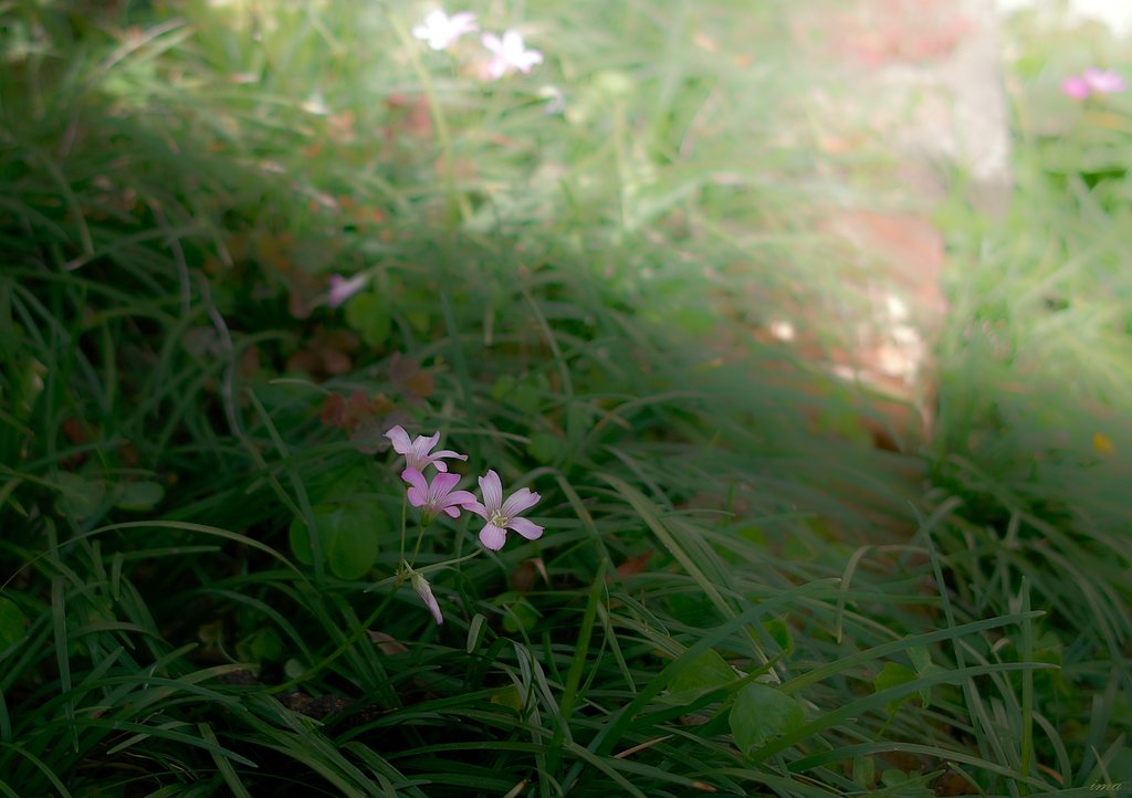 【清和】清らかムードをかもし出す花