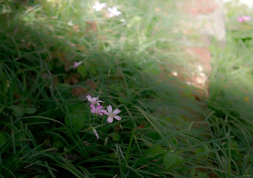 【清和】清らかムードをかもし出す花