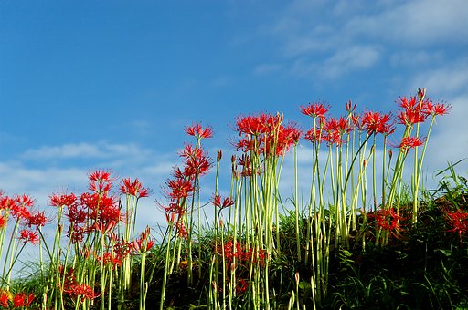 彼岸花と秋の空