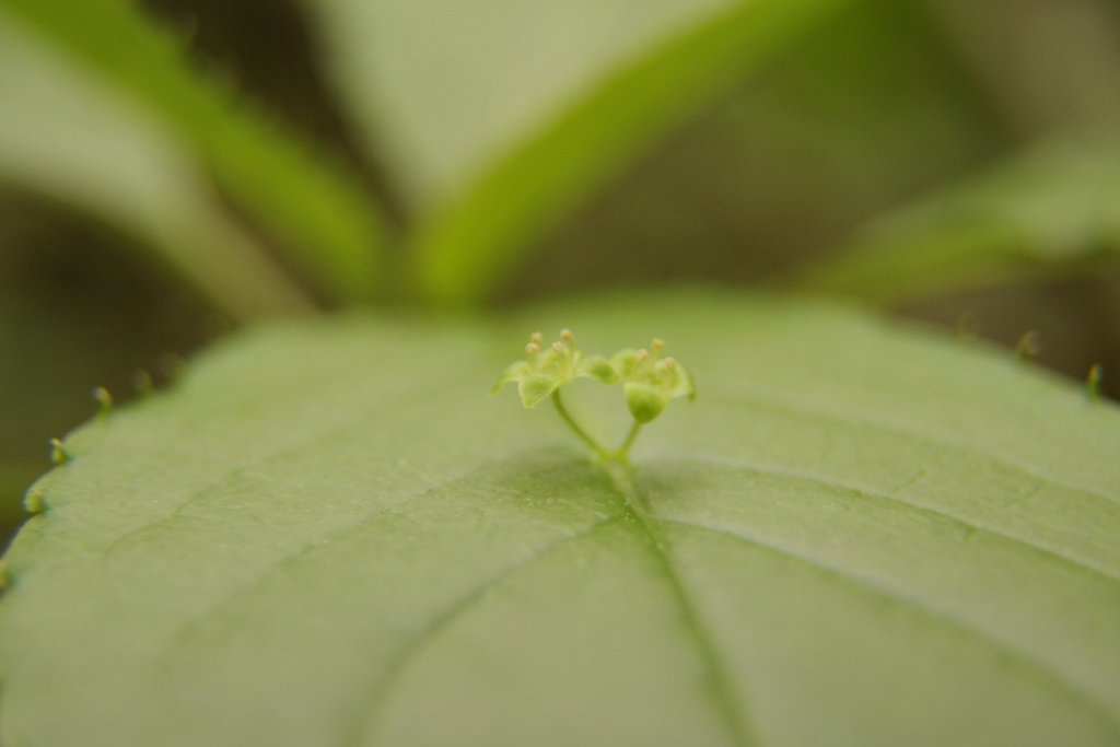 朝房山の植物