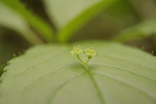 朝房山の植物
