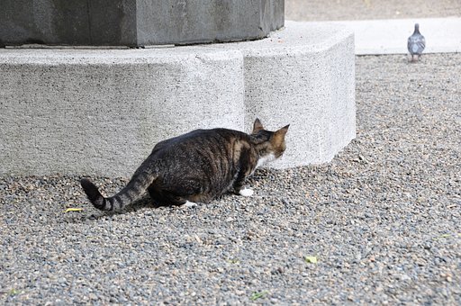 狙う