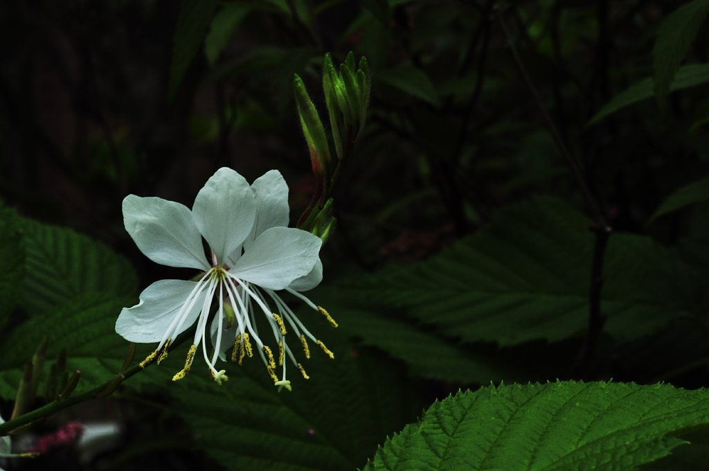 ガウラ白蝶花
