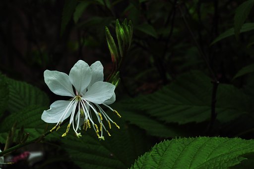 ガウラ白蝶花