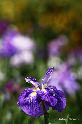 花菖蒲（青）