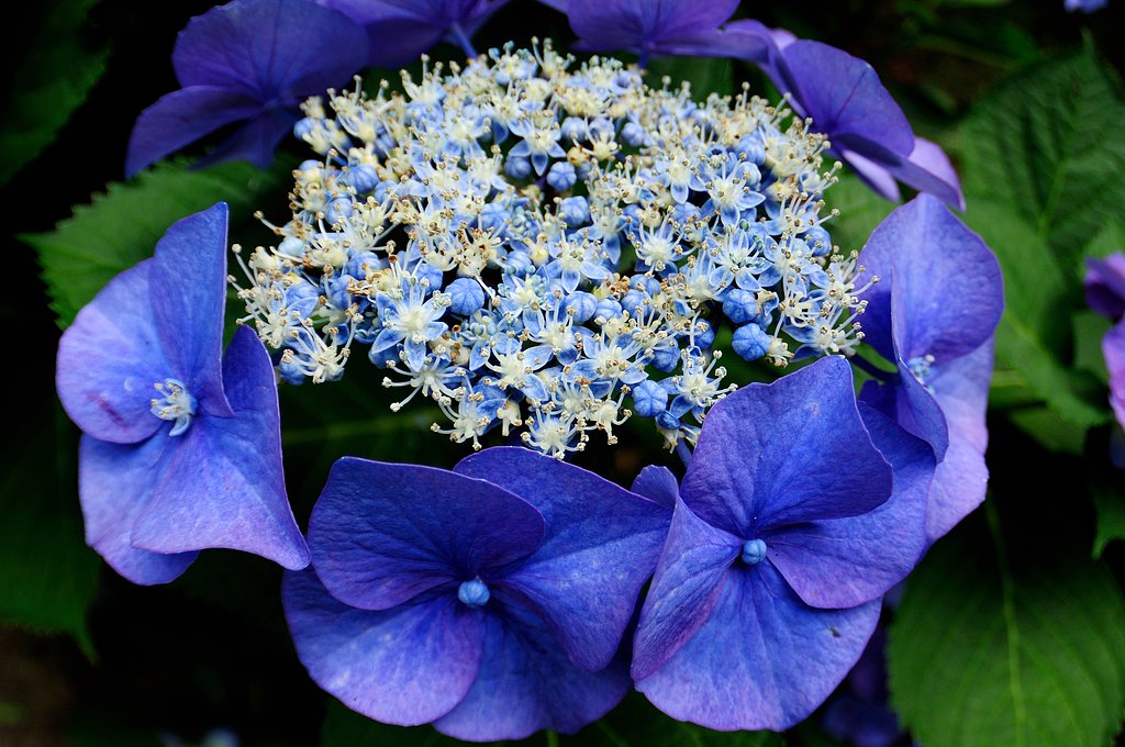 はじける紫陽花