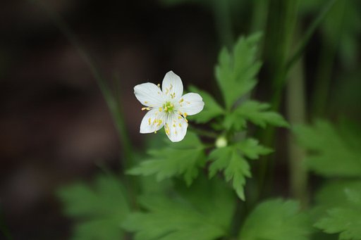 奥日光の野草