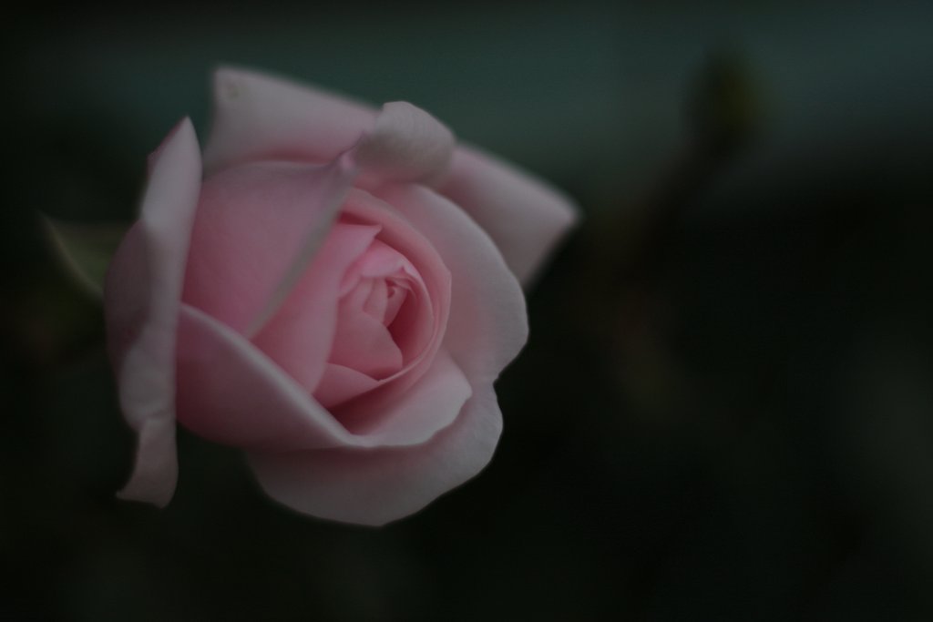 薔薇　其の参