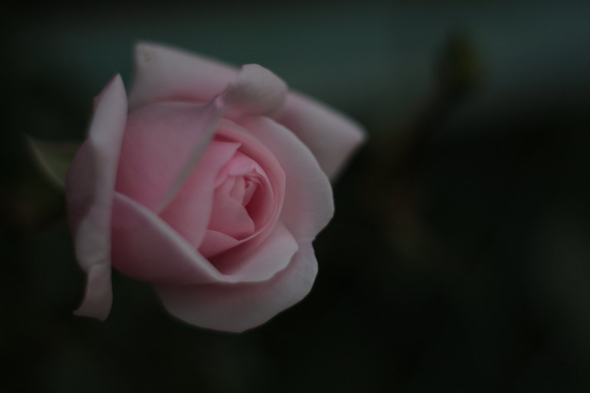 薔薇　其の参