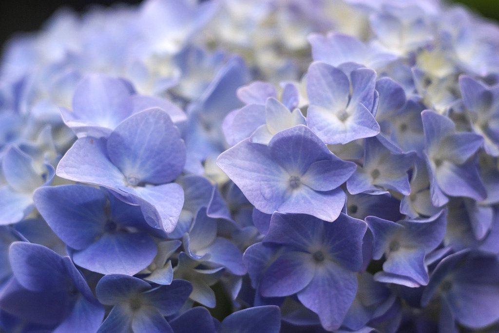 紫陽花