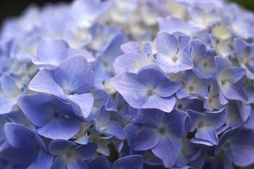 紫陽花
